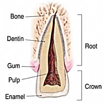 Endodontic treatment